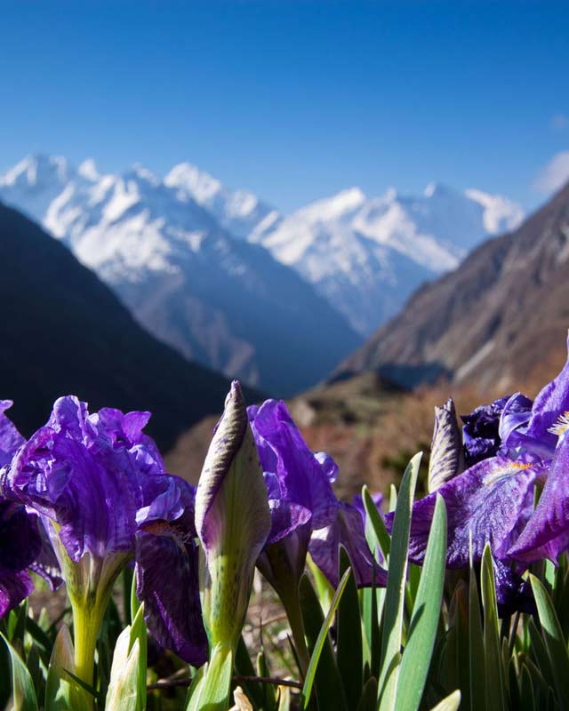 Tsum Valley 