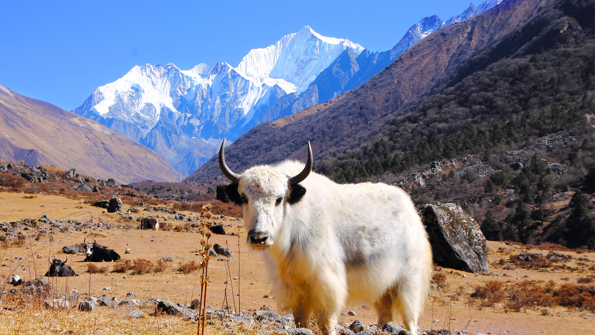 Langtang Region trekking
