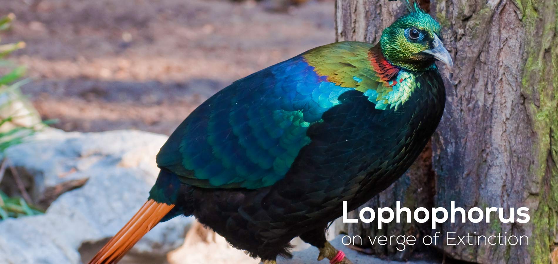 Lophophorus